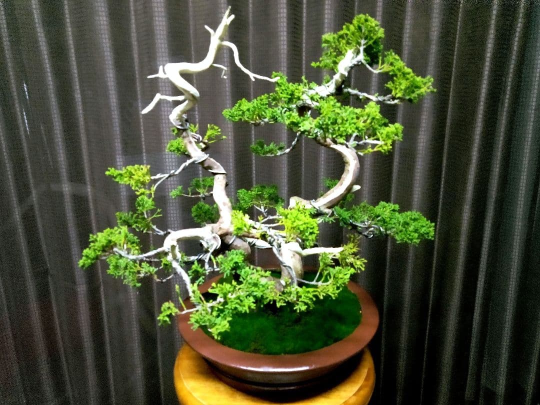 【双幹　真柏盆栽】　　　　　　　　　⭕値引き不可品❗