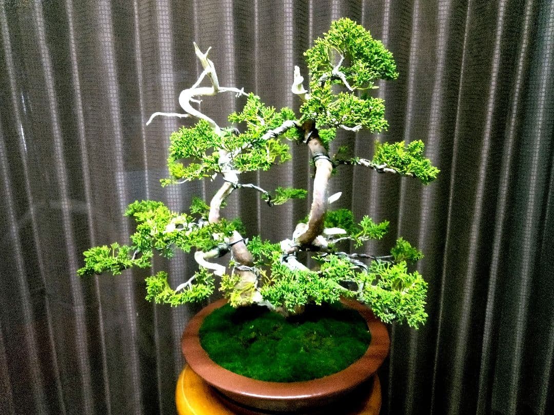 【双幹　真柏盆栽】　　　　　　　　　⭕値引き不可品❗