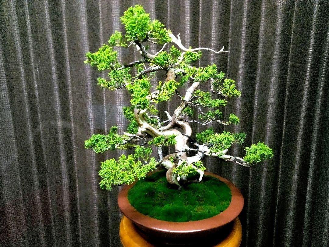 【双幹　真柏盆栽】　　　　　　　　　⭕値引き不可品❗