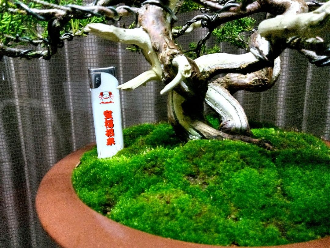 【双幹　真柏盆栽】　　　　　　　　　⭕値引き不可品❗