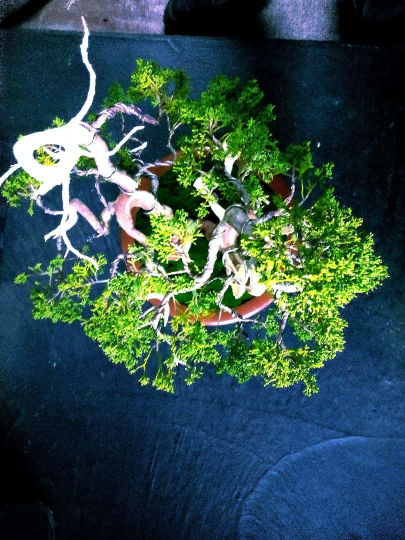 【双幹　真柏盆栽】　　　　　　　　　⭕値引き不可品❗