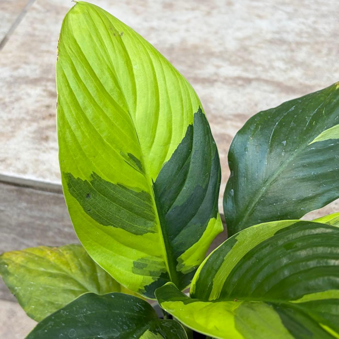 スパティフィラム　黄斑　約3.5号鉢　No.001　鉢、送料込