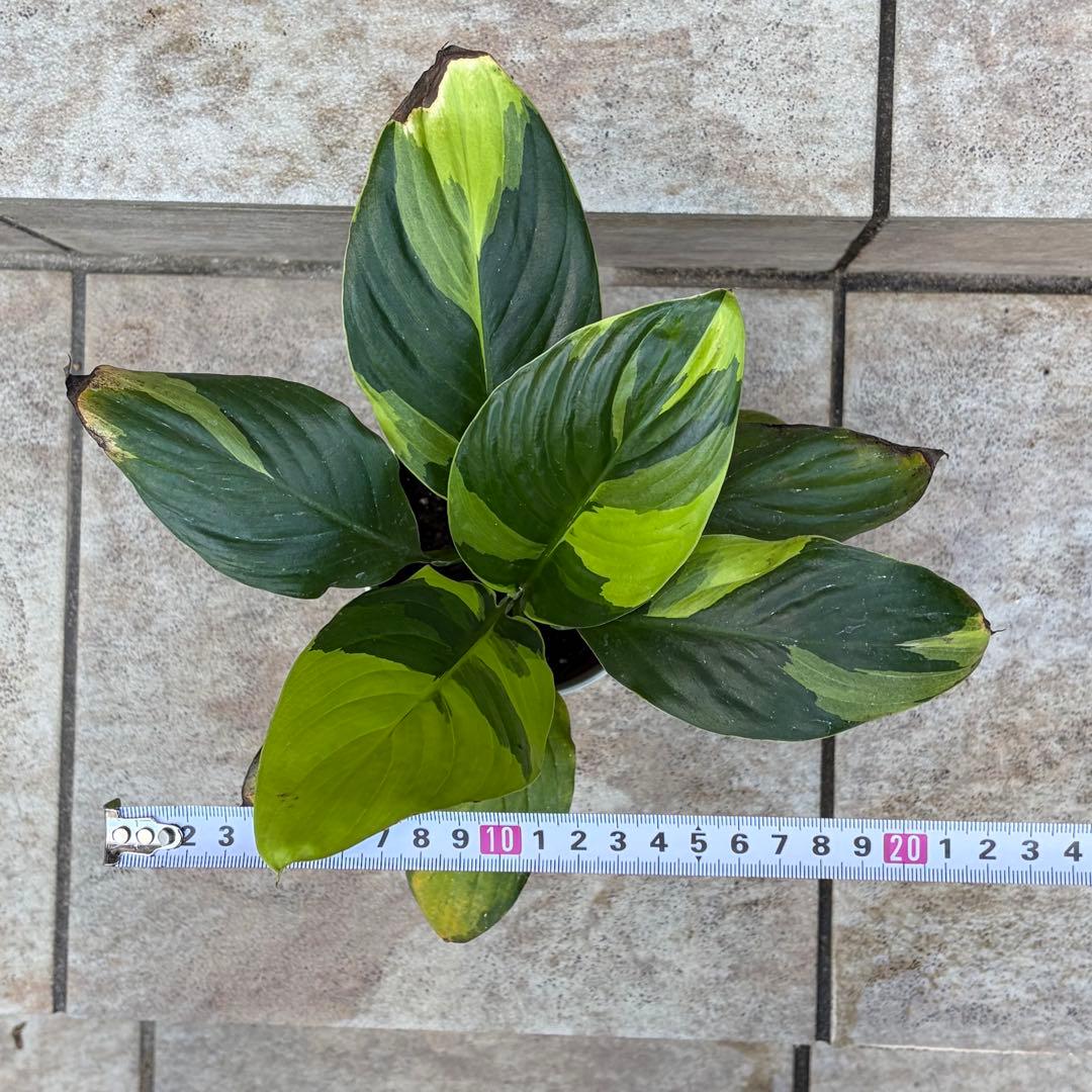 スパティフィラム　黄斑　約3.5号鉢　No.001　鉢、送料込