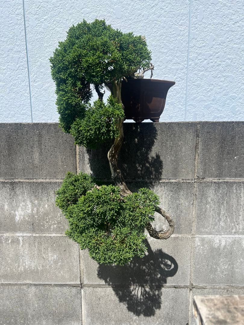 最終値下げ 入手困難 真柏 山木 推定 樹齢80年