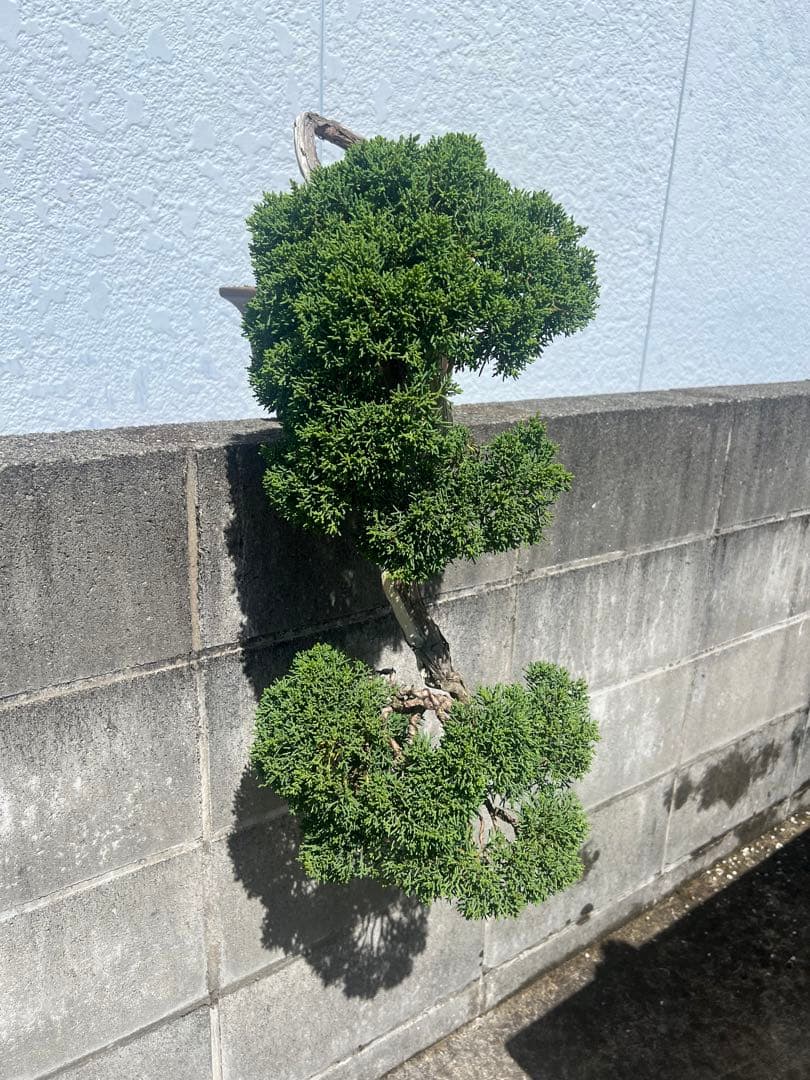 最終値下げ 入手困難 真柏 山木 推定 樹齢80年