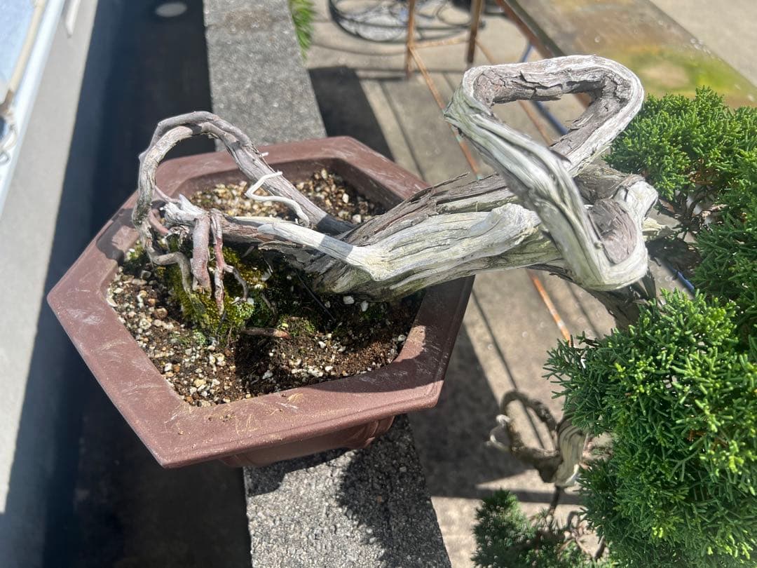 最終値下げ 入手困難 真柏 山木 推定 樹齢80年