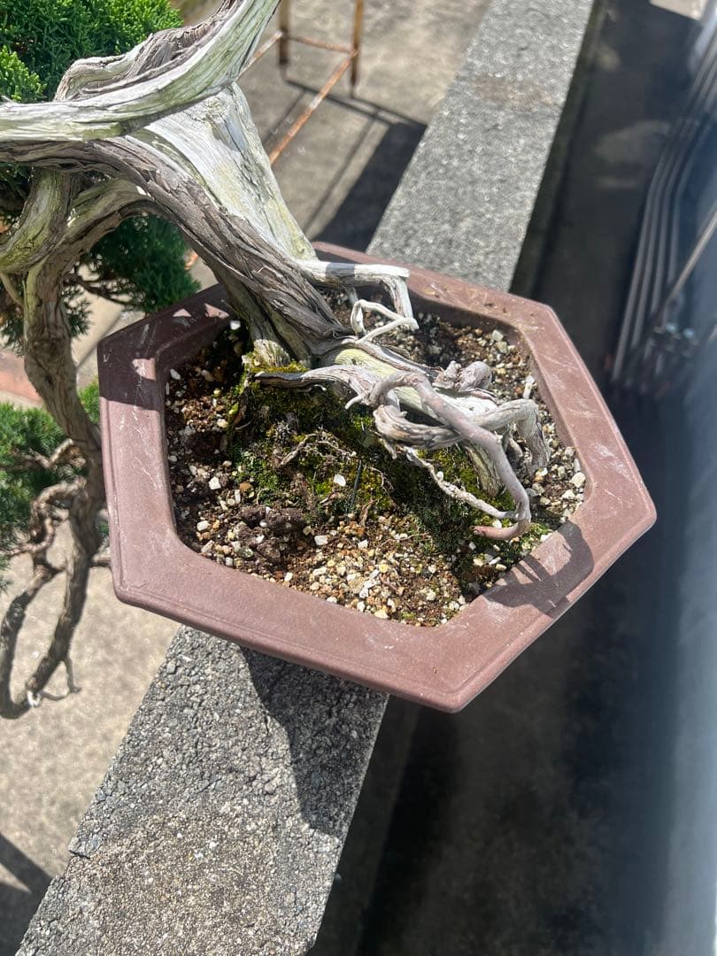 最終値下げ 入手困難 真柏 山木 推定 樹齢80年