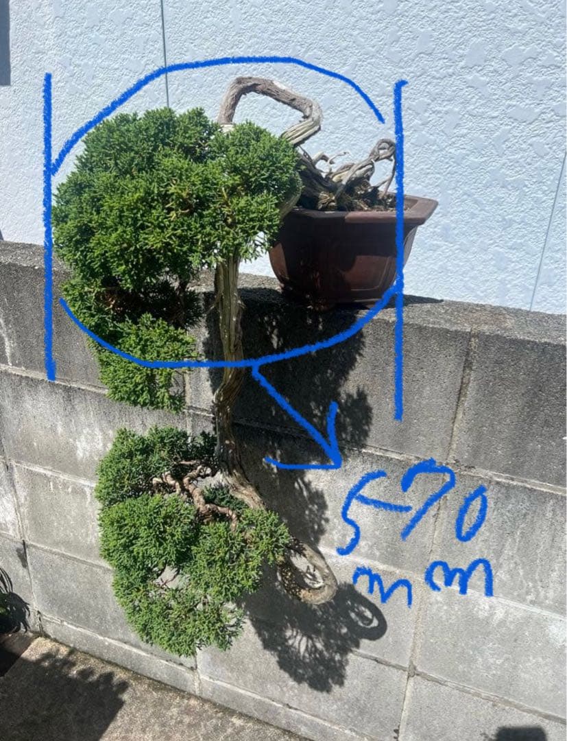 最終値下げ 入手困難 真柏 山木 推定 樹齢80年