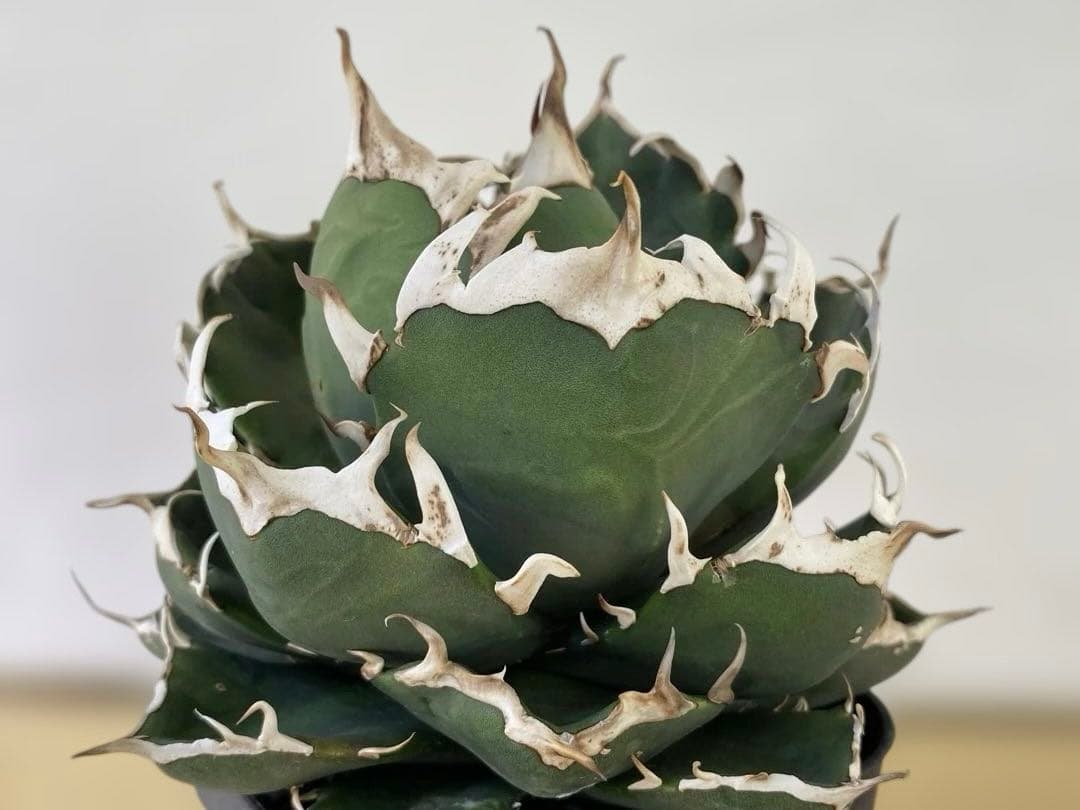 チタノタ　ピカチュウ　105プレステラ