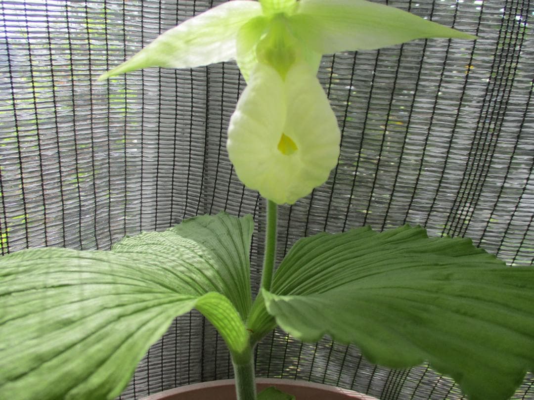 山野草、日本産クマガイソウ（素心）大の花芽2芽付き（キ10）