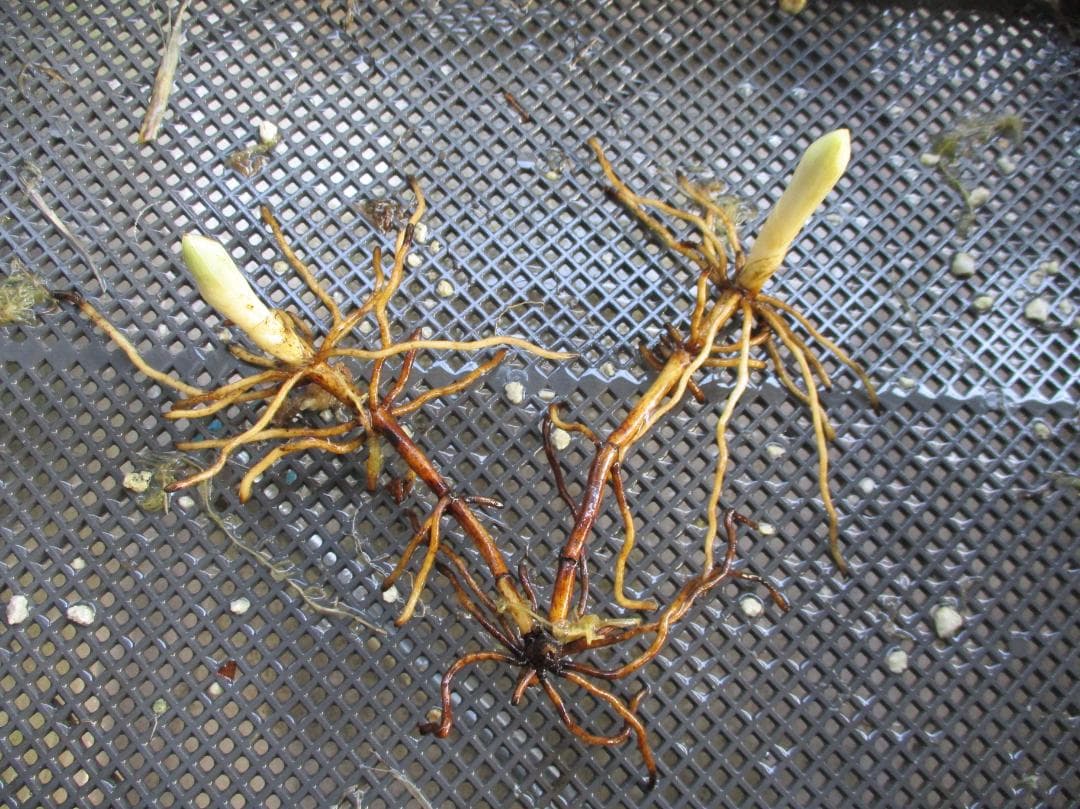 山野草、日本産クマガイソウ（素心）大の花芽2芽付き（キ10）