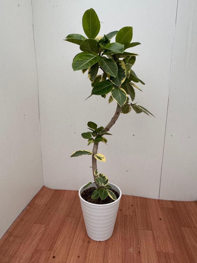 フィカス　アルテシマ　曲がり　1