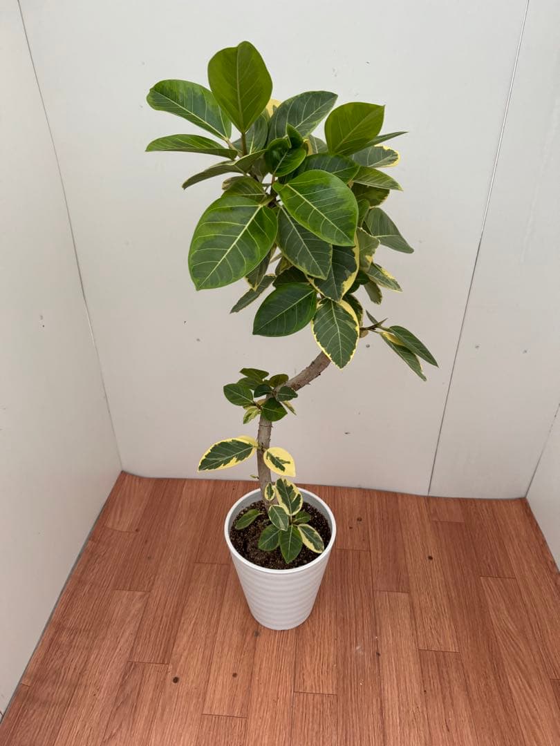 フィカス　アルテシマ　曲がり　1