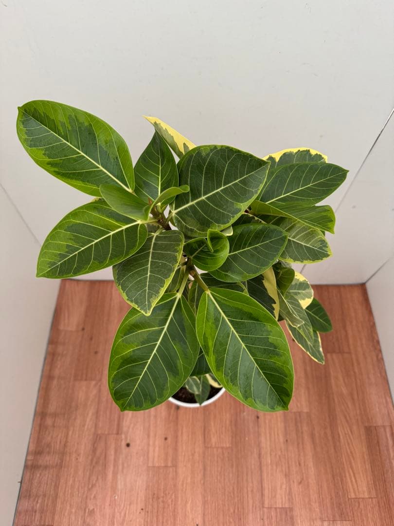 フィカス　アルテシマ　曲がり　1