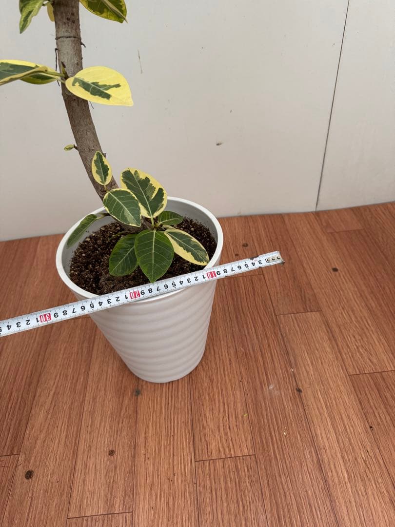 フィカス　アルテシマ　曲がり　1