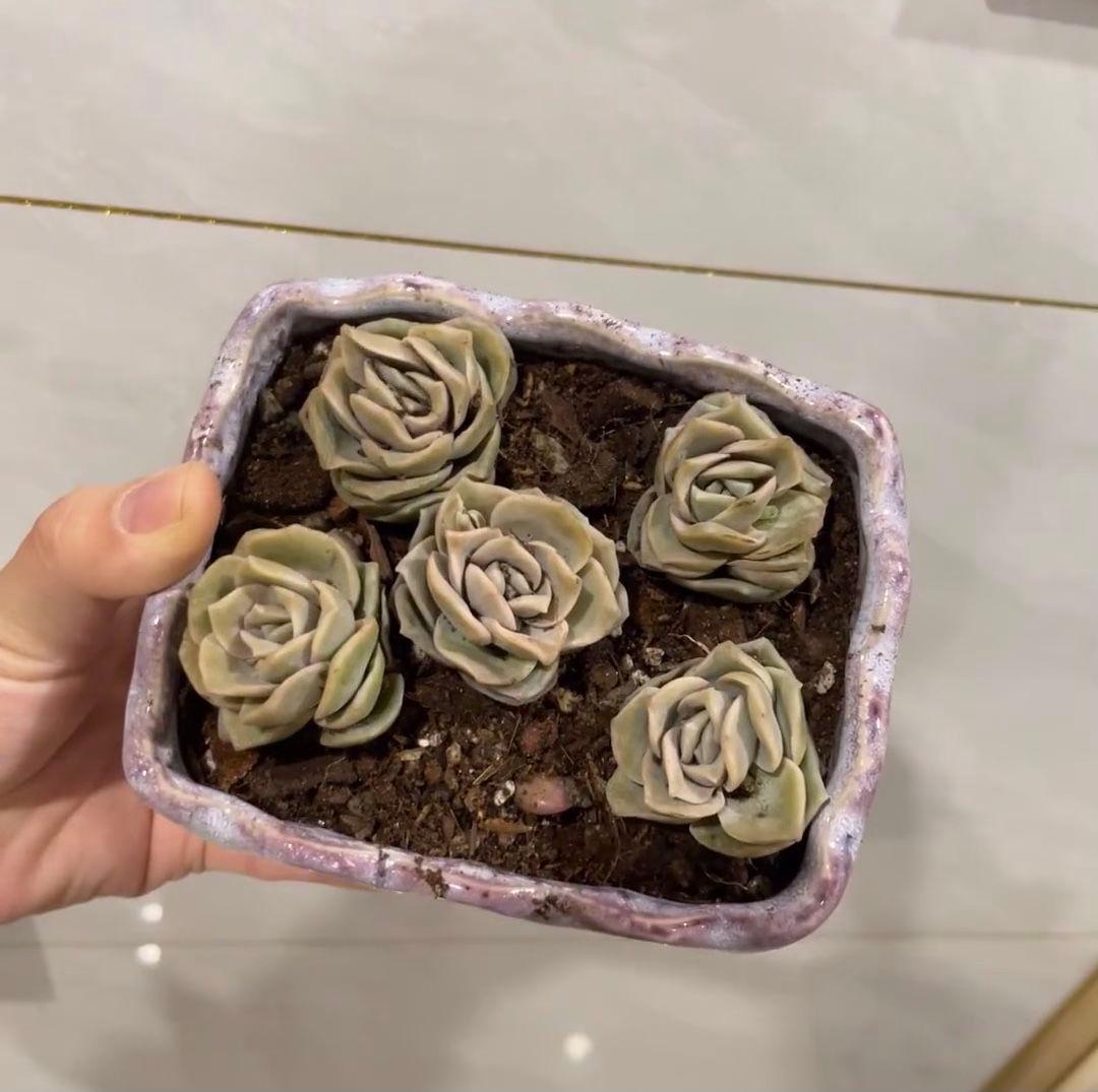 多肉植物 5株 波型紫色鉢