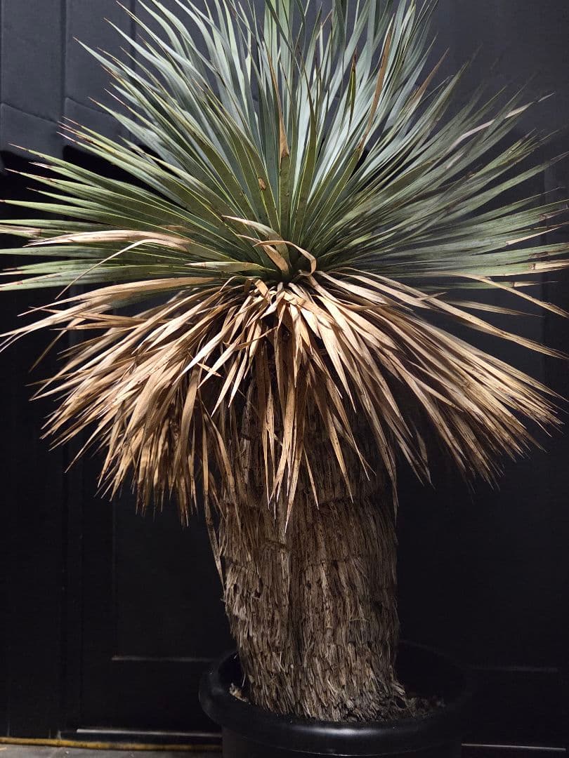 専用出品 リピ割 ユッカロストラータ 太株 (ふ)