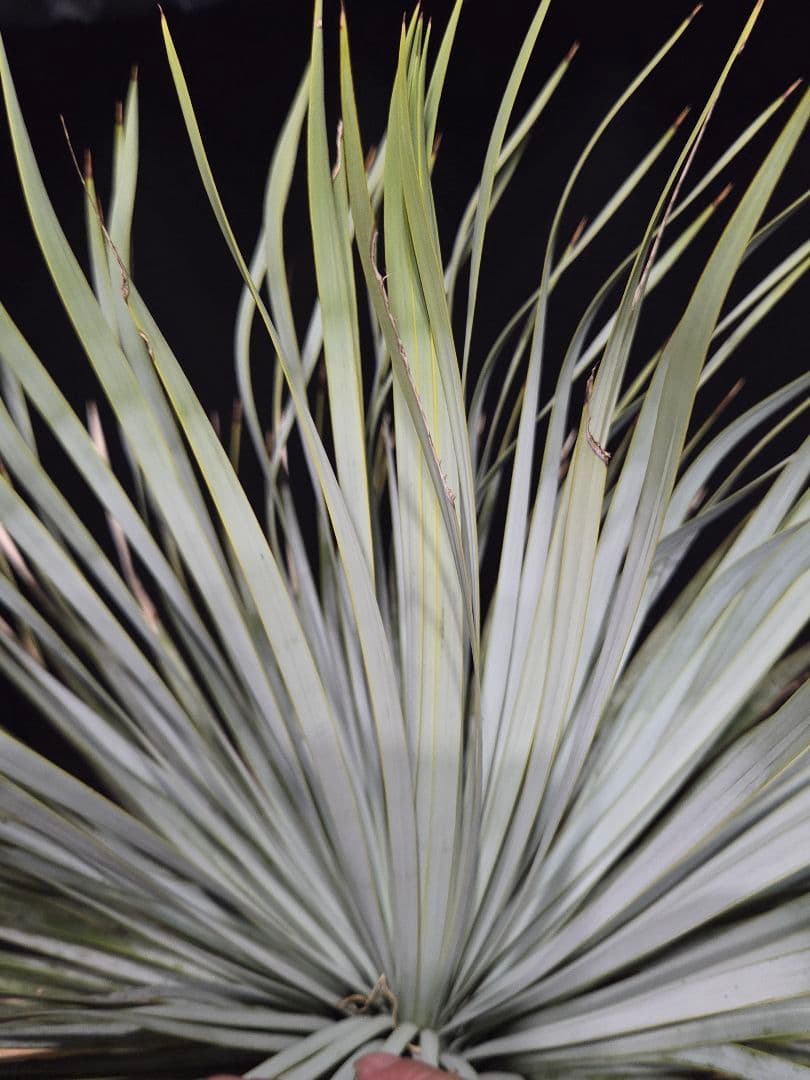 専用出品 リピ割 ユッカロストラータ 太株 (ふ)