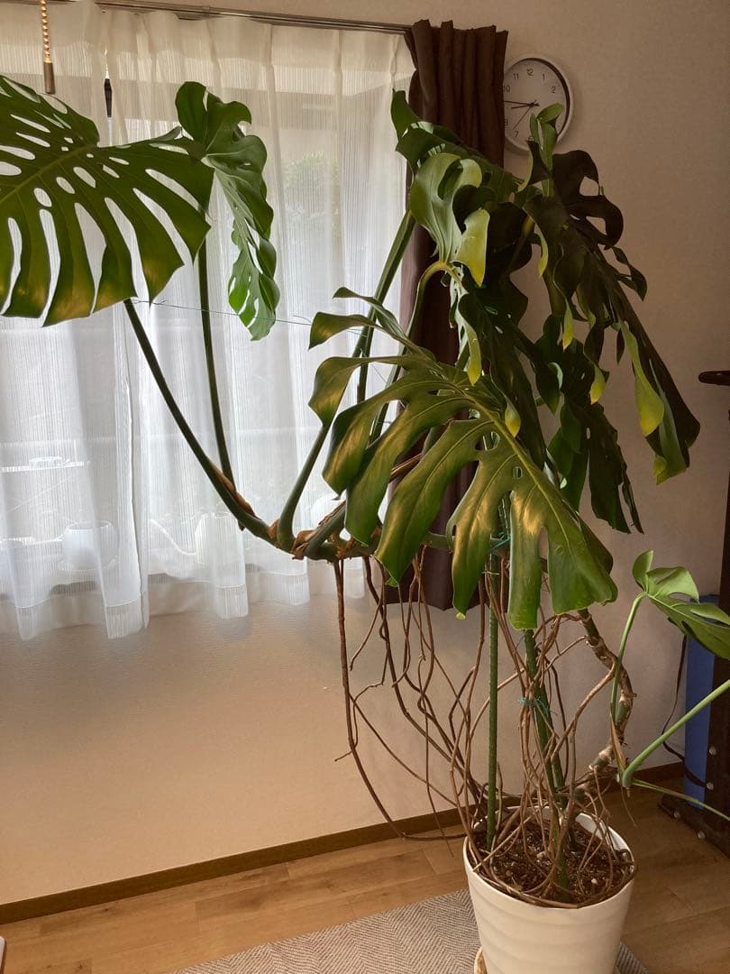 フェニックス　レア物　巨大❗️モンステラ　デリシオーサ　根上り❗