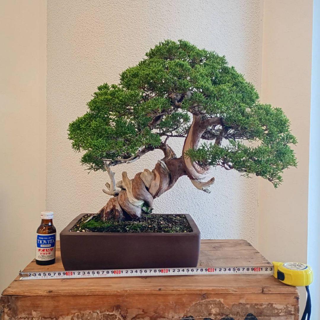 盆栽 真柏　樹高鉢底より約50cm