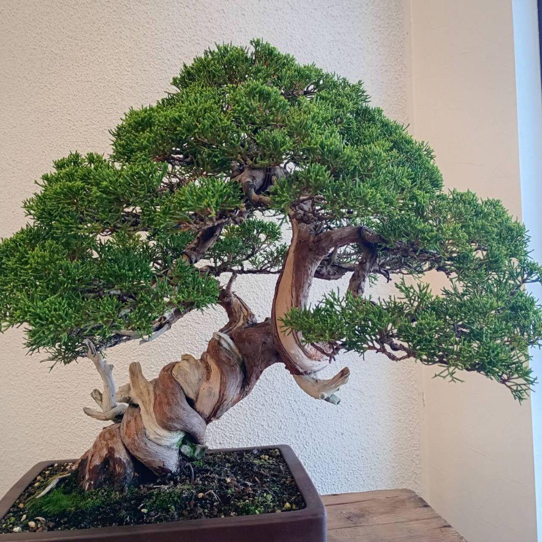 盆栽 真柏　樹高鉢底より約50cm