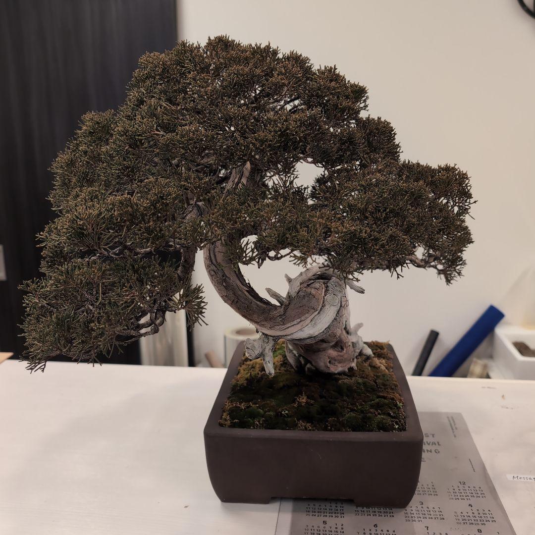 盆栽 真柏　樹高鉢底より約50cm