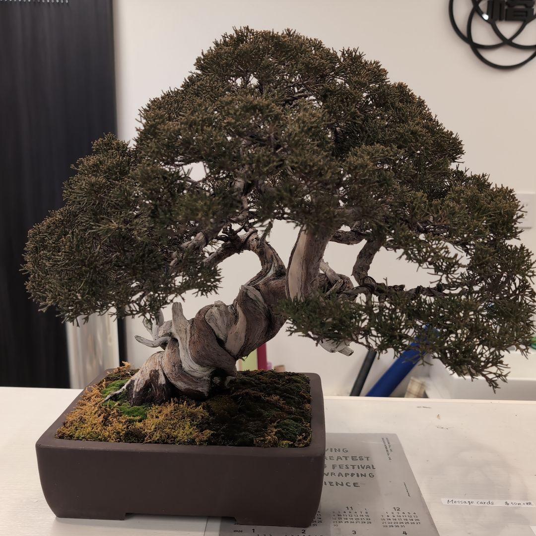 盆栽 真柏　樹高鉢底より約50cm