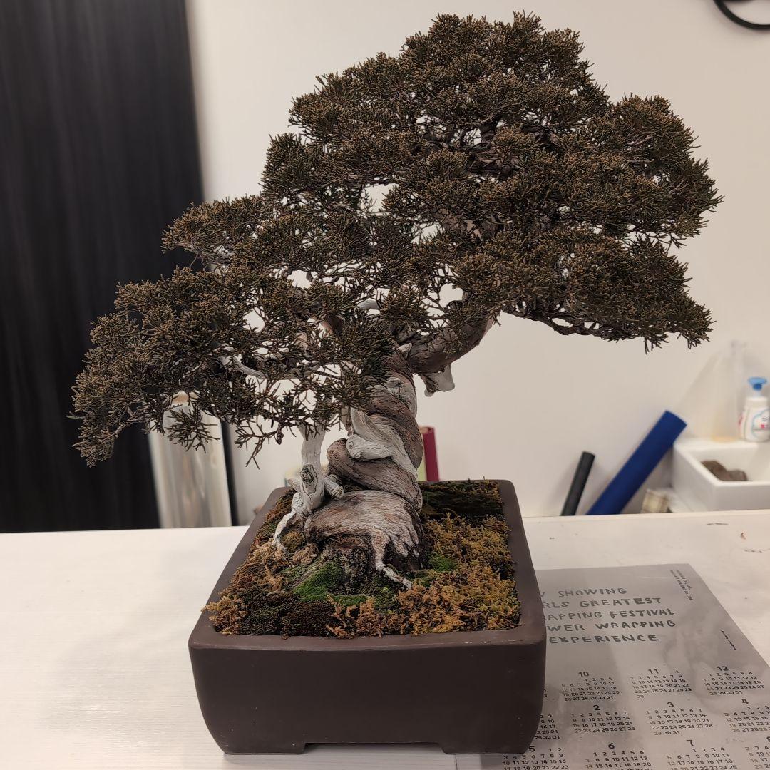 盆栽 真柏　樹高鉢底より約50cm