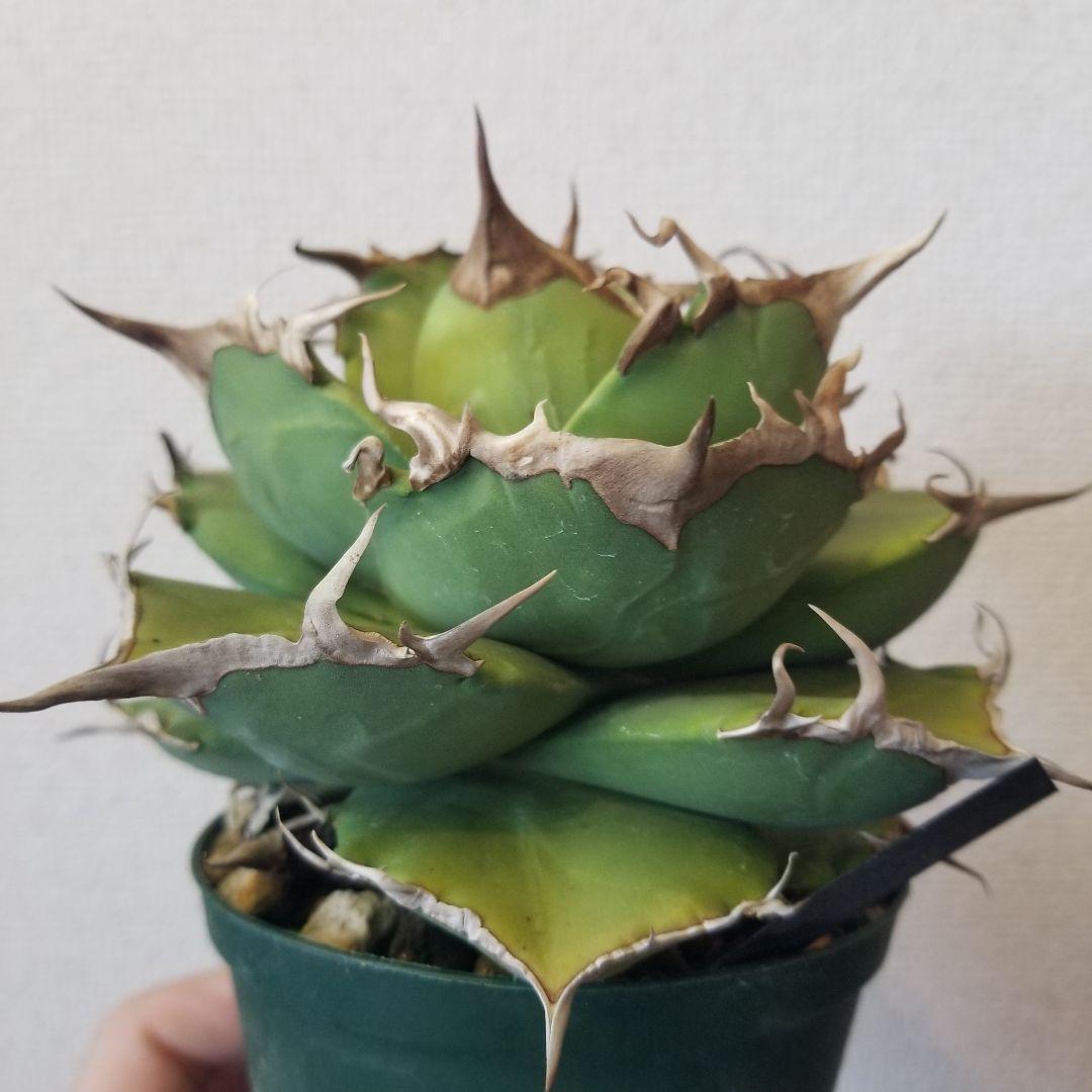 アガベ　超肉厚