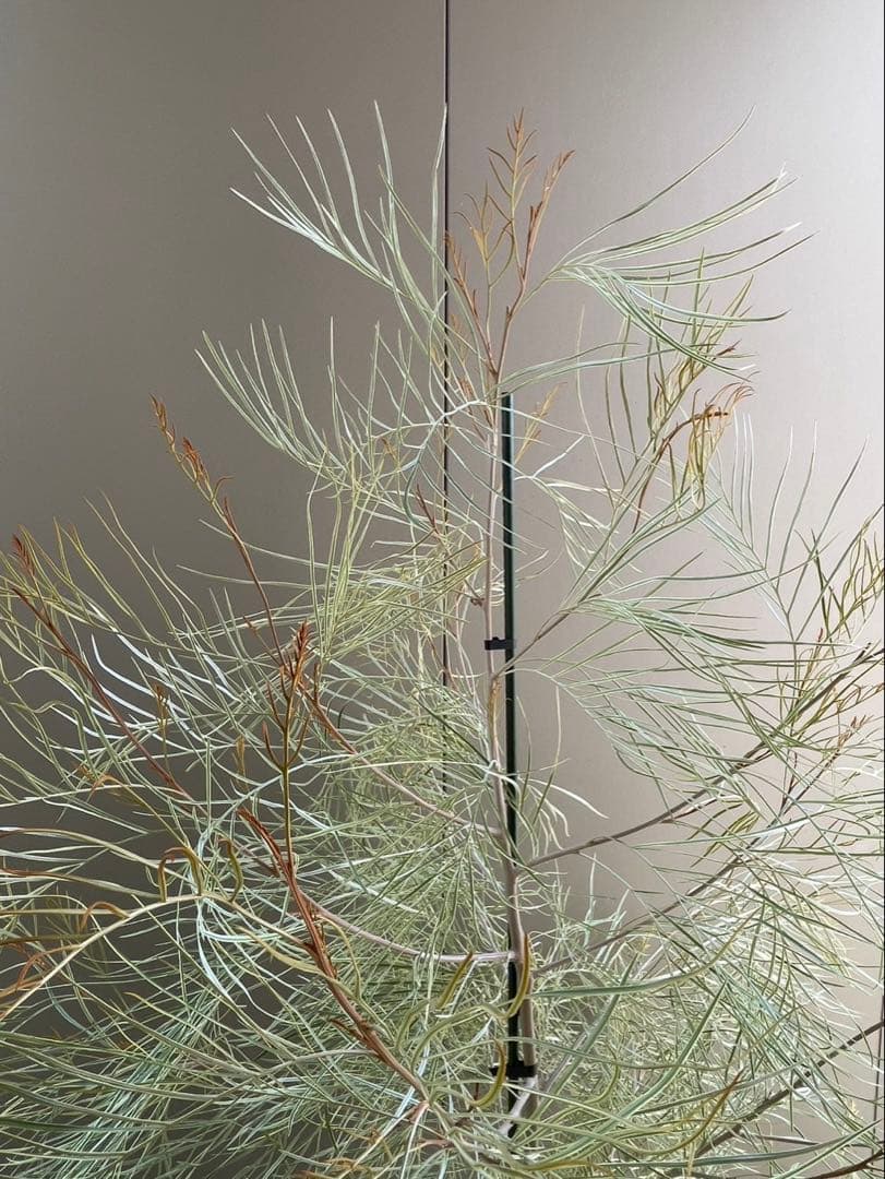 美株　超大株　グレビレア　ハニーワンダー　H約210cm 10号鉢