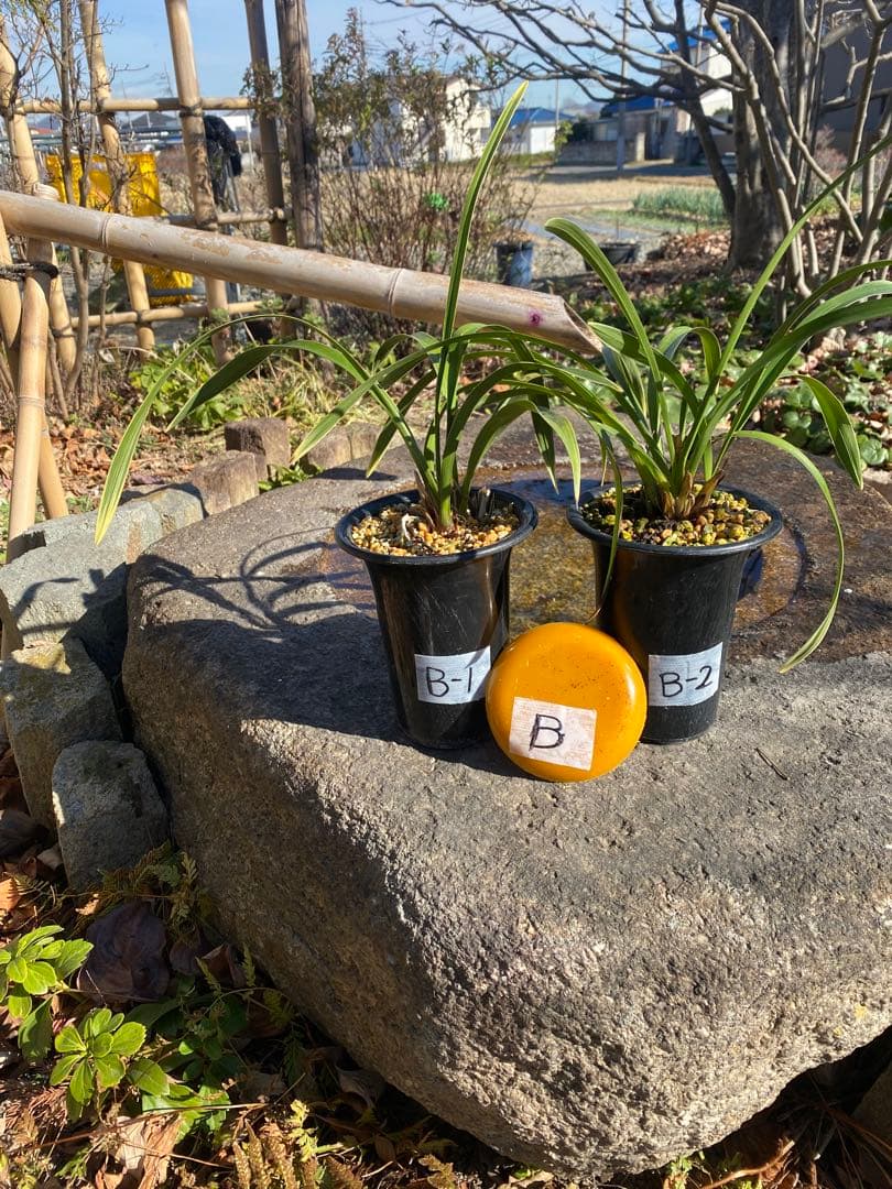 キンリョウヘン花芽付き2鉢 日本蜜蜂の蜜蝋(60〜80g)サービス付き