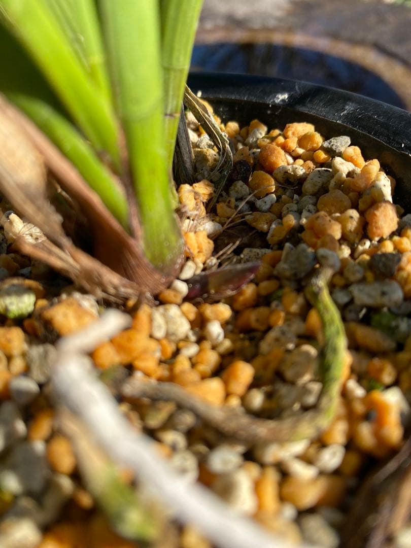 キンリョウヘン花芽付き2鉢 日本蜜蜂の蜜蝋(60〜80g)サービス付き