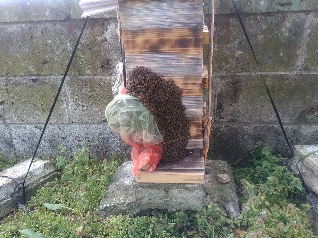 キンリョウヘン花芽付き2鉢 日本蜜蜂の蜜蝋(60〜80g)サービス付き