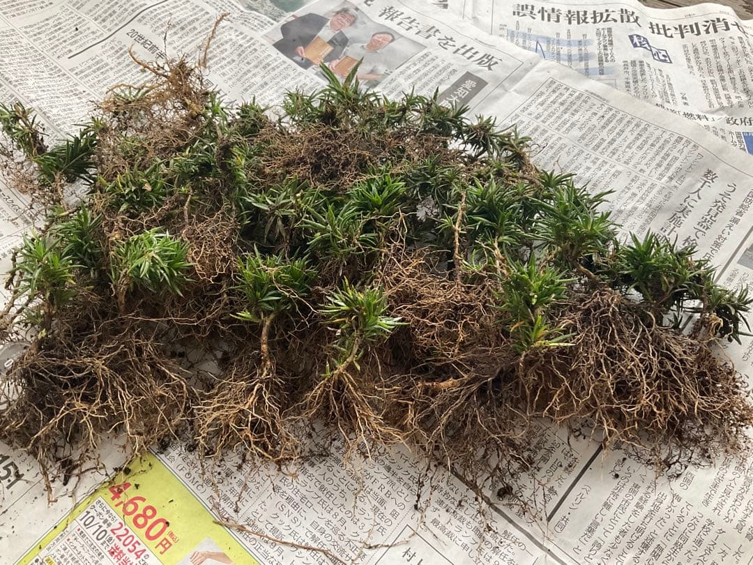 芝桜　苗　根付き　確認画像