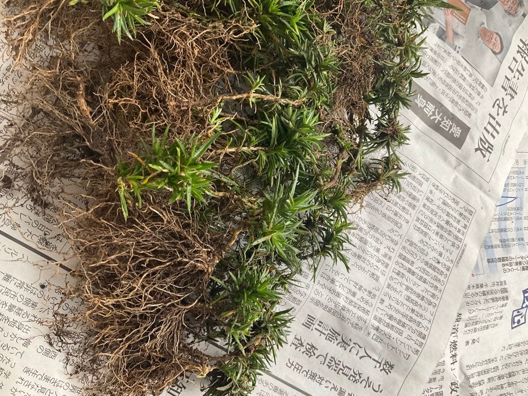 芝桜　苗　根付き　確認画像