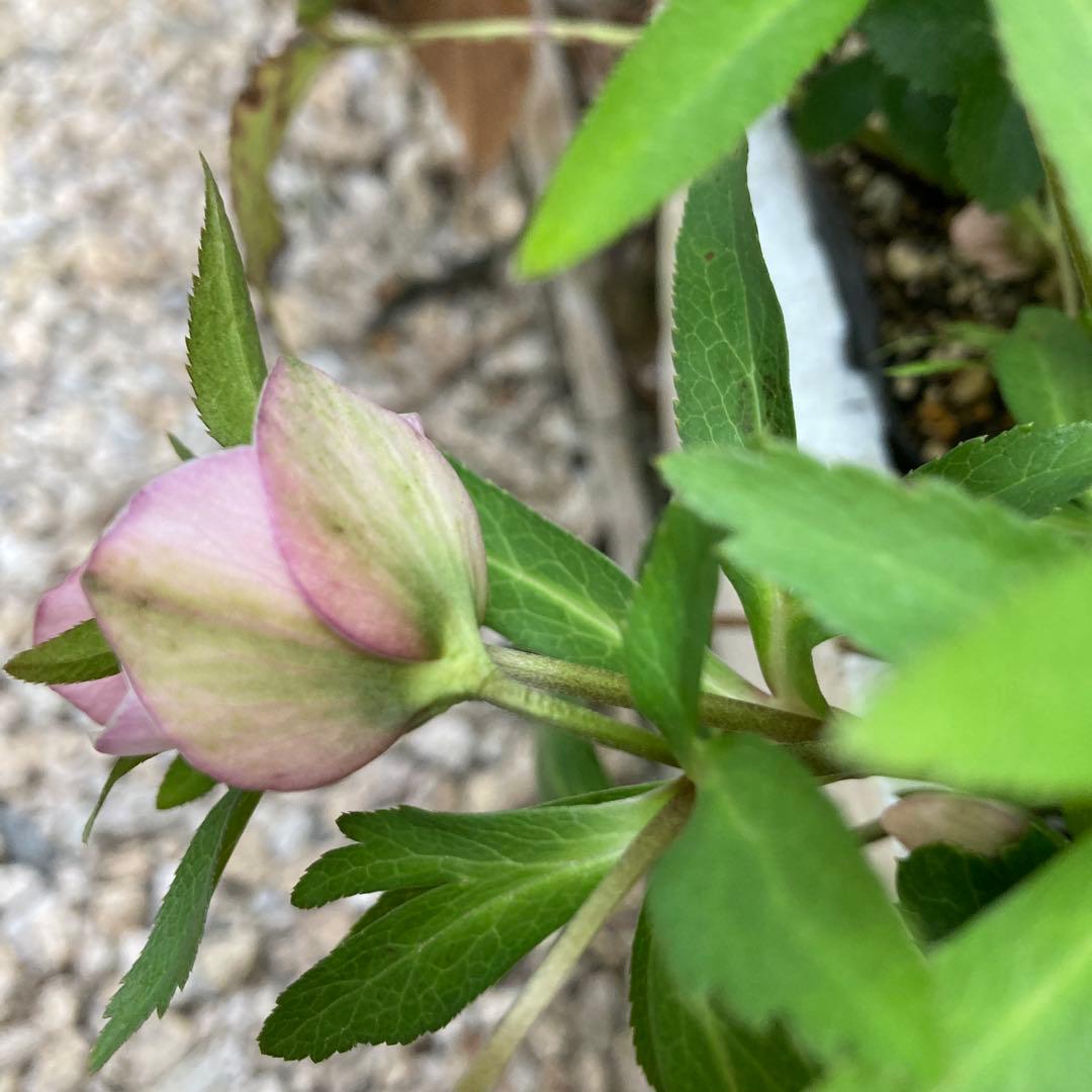 クリスマスローズ　小輪多花　株分け前提