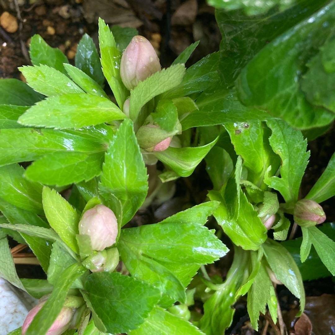 クリスマスローズ　小輪多花　株分け前提