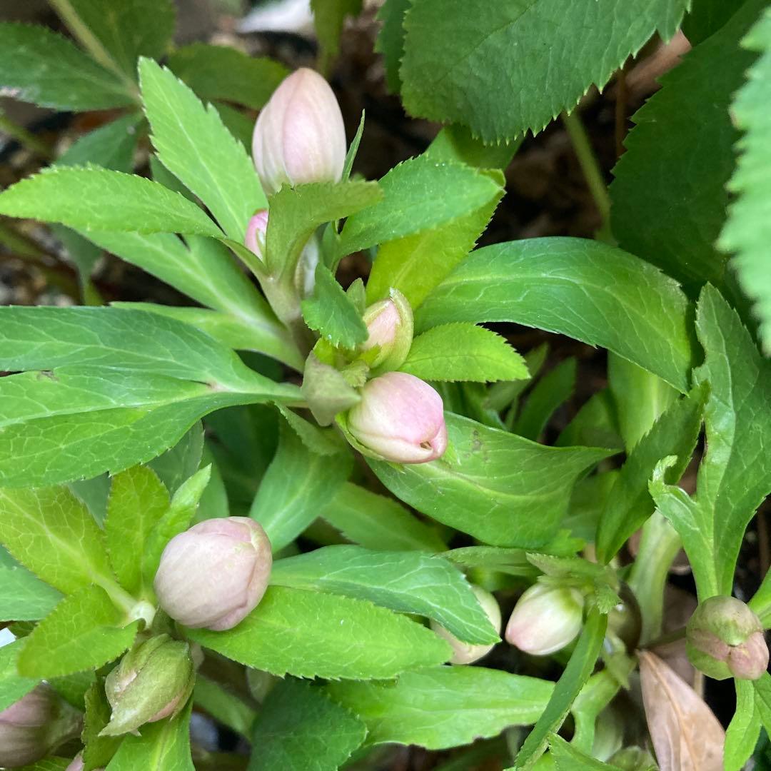 クリスマスローズ　小輪多花　株分け前提