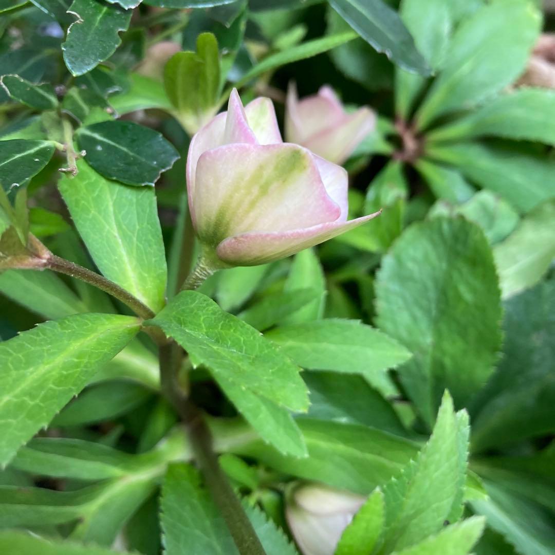 クリスマスローズ　小輪多花　株分け前提