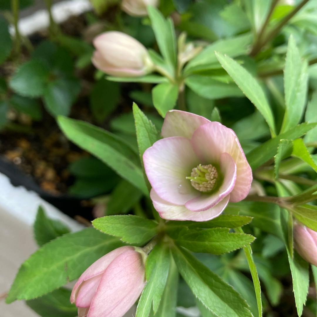 クリスマスローズ　小輪多花　株分け前提