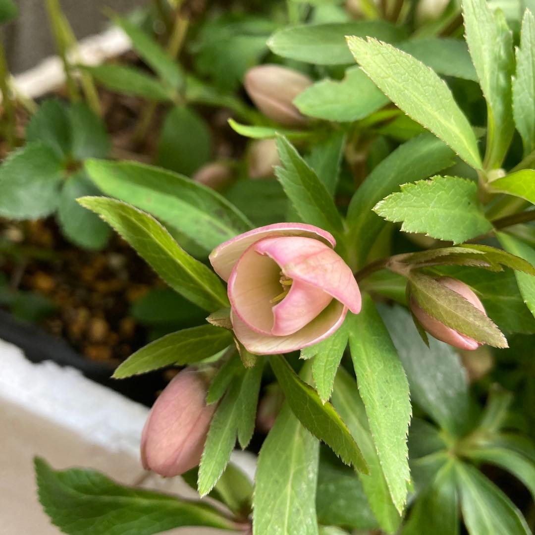 クリスマスローズ　小輪多花　株分け前提