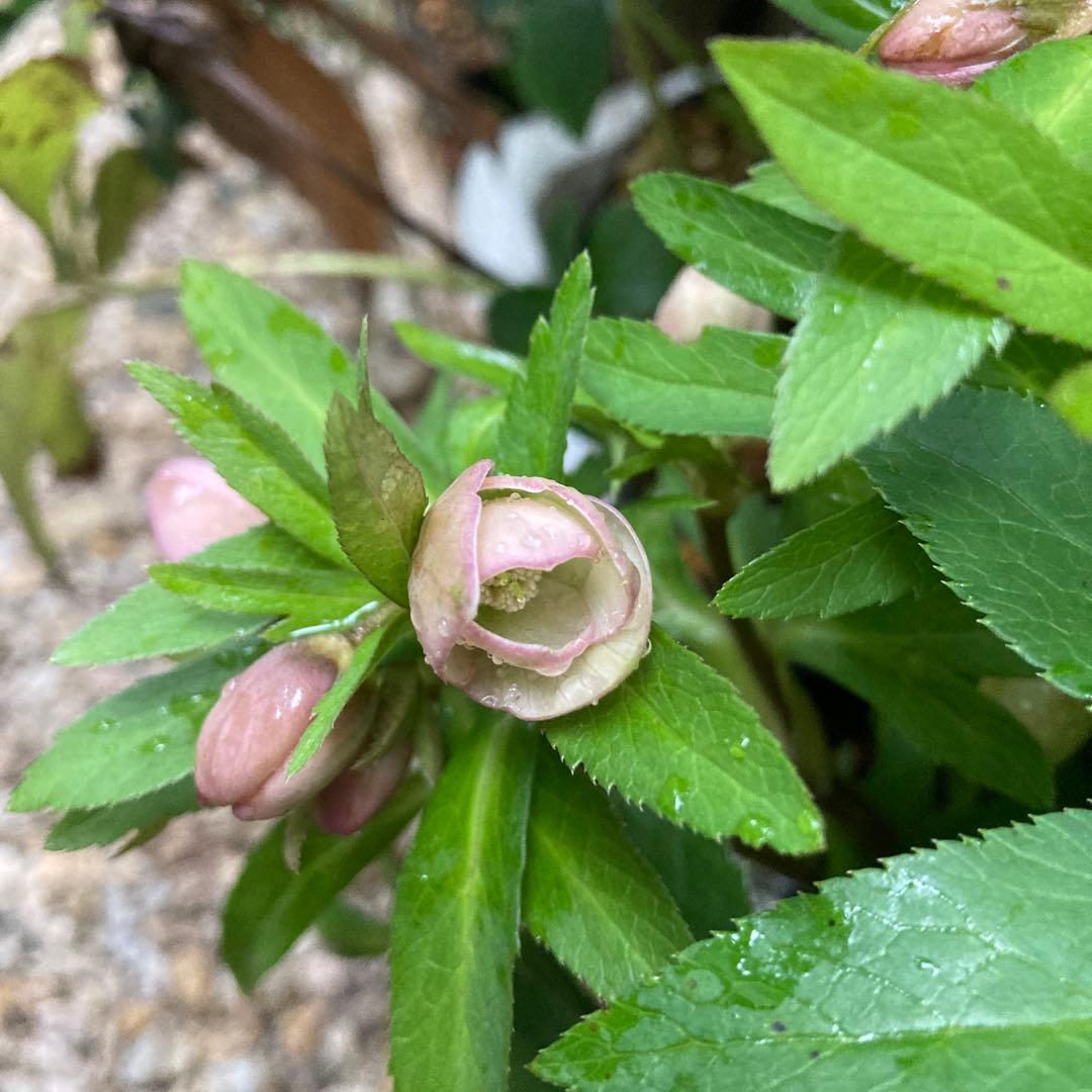 クリスマスローズ　小輪多花　株分け前提