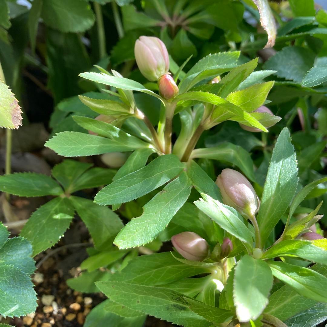 クリスマスローズ　小輪多花　株分け前提