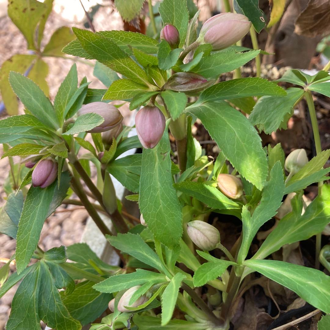 クリスマスローズ　小輪多花　株分け前提