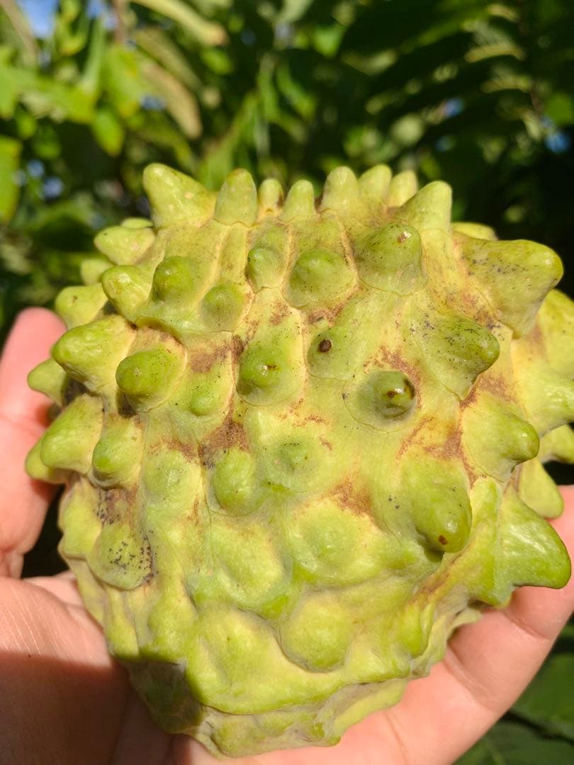 アテモヤ接木苗木(特大) 鳳梨釋迦　森のアイスクリーム