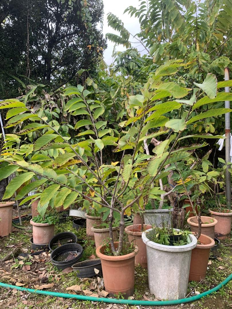 アテモヤ接木苗木(特大) 鳳梨釋迦　森のアイスクリーム