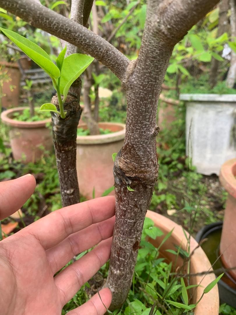 アテモヤ接木苗木(特大) 鳳梨釋迦　森のアイスクリーム