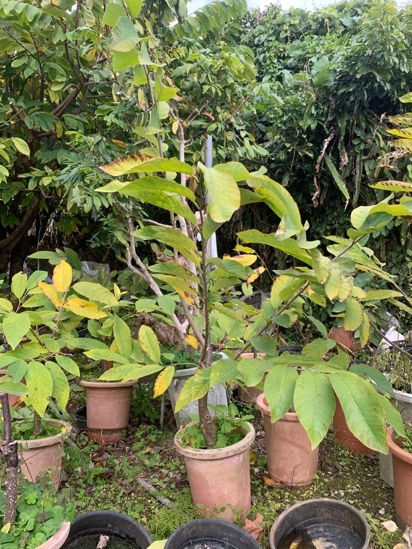 アテモヤ接木苗木(特大) 鳳梨釋迦　森のアイスクリーム