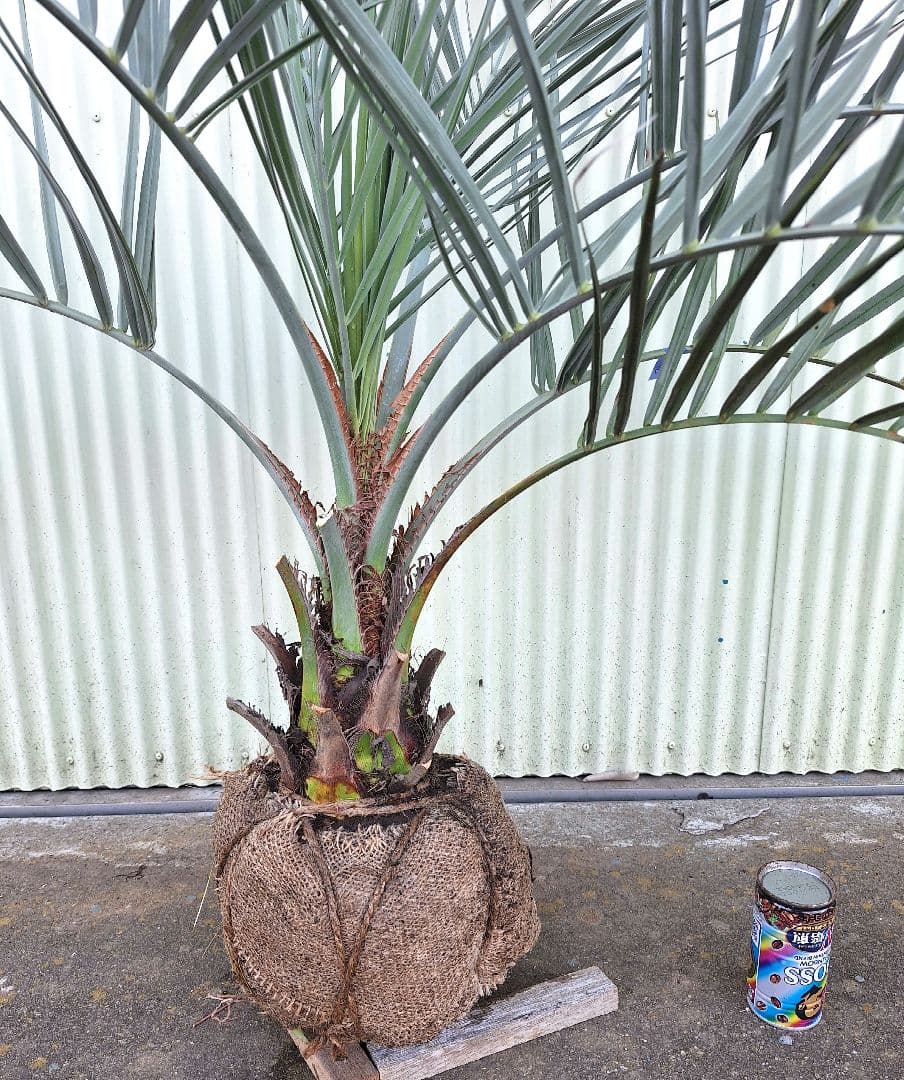 ココスヤシ　(345)　※スーパー　シルバーリーフ
