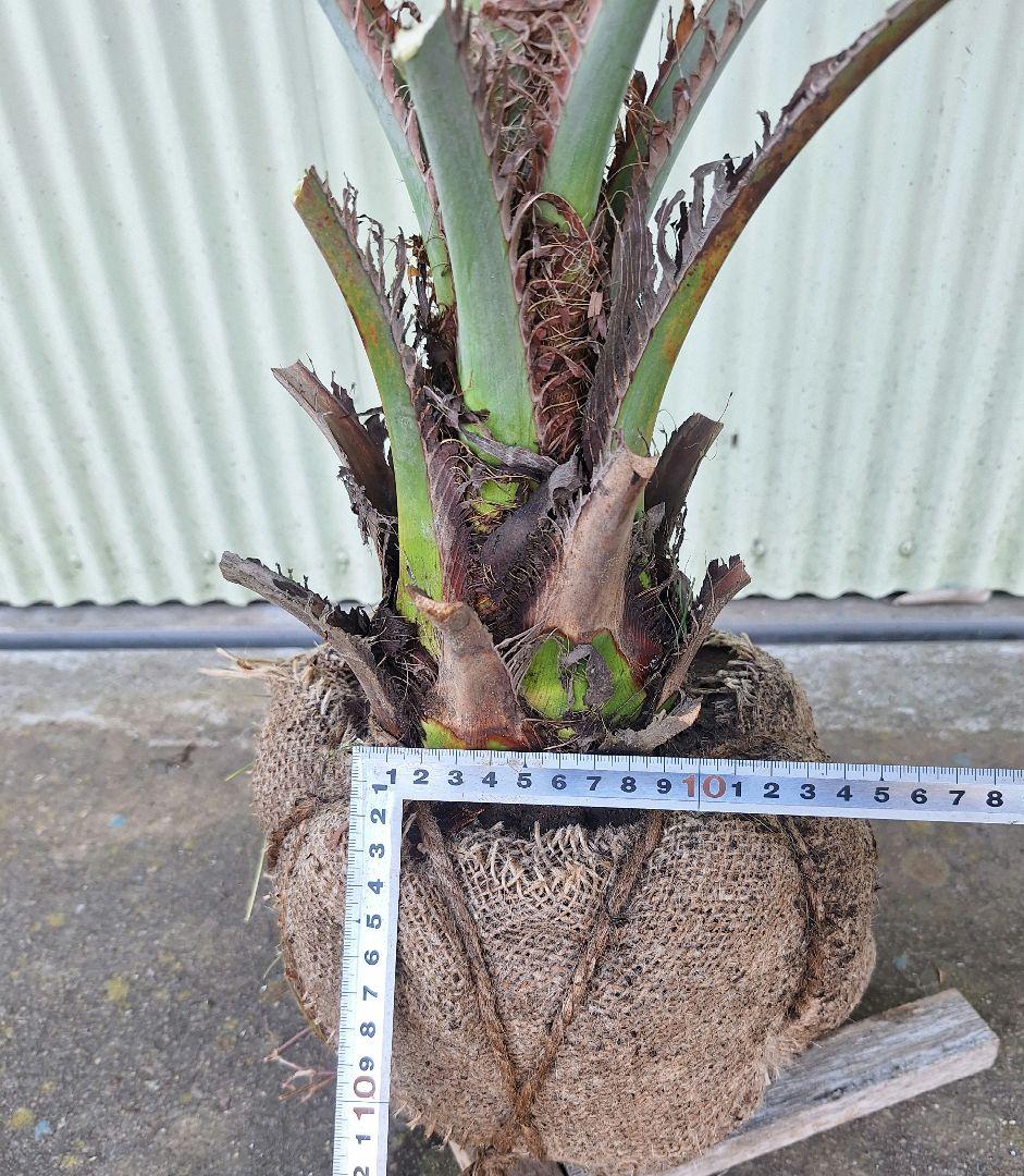 ココスヤシ　(345)　※スーパー　シルバーリーフ